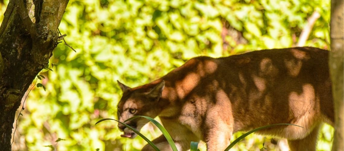 Convite Aniversário Dinossauro Verde Marrom Laranja