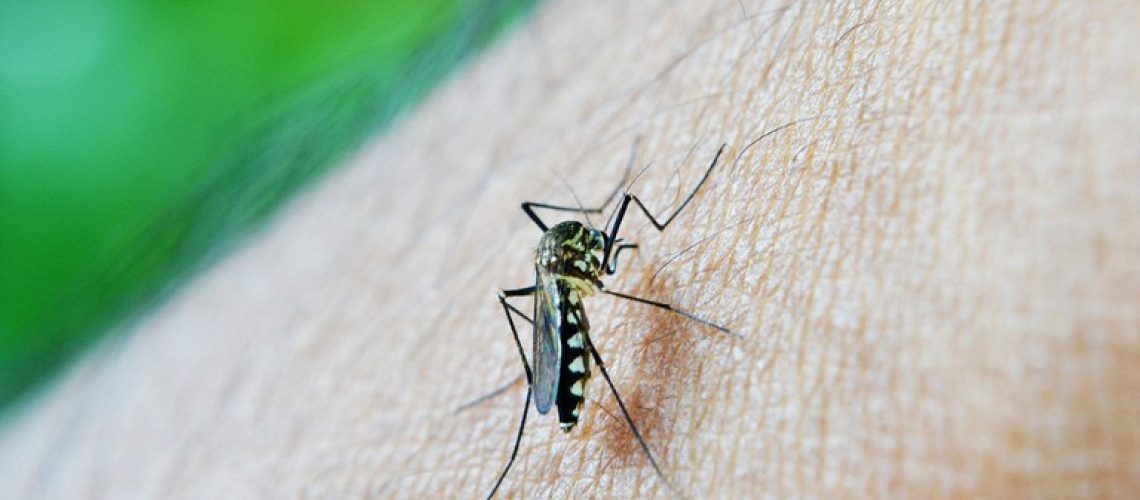 Mosquito