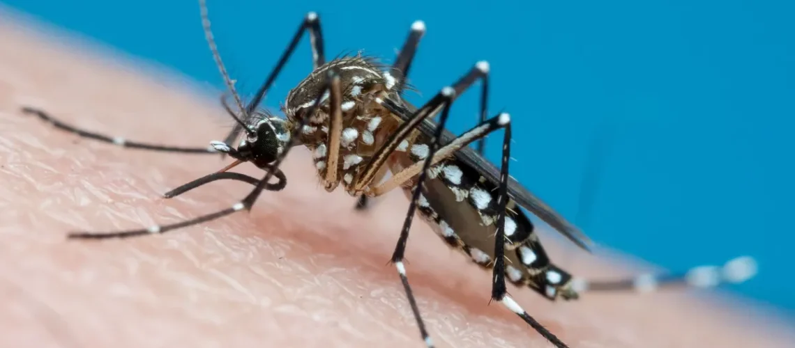 aedes_aegypti_getty-e1706725898766