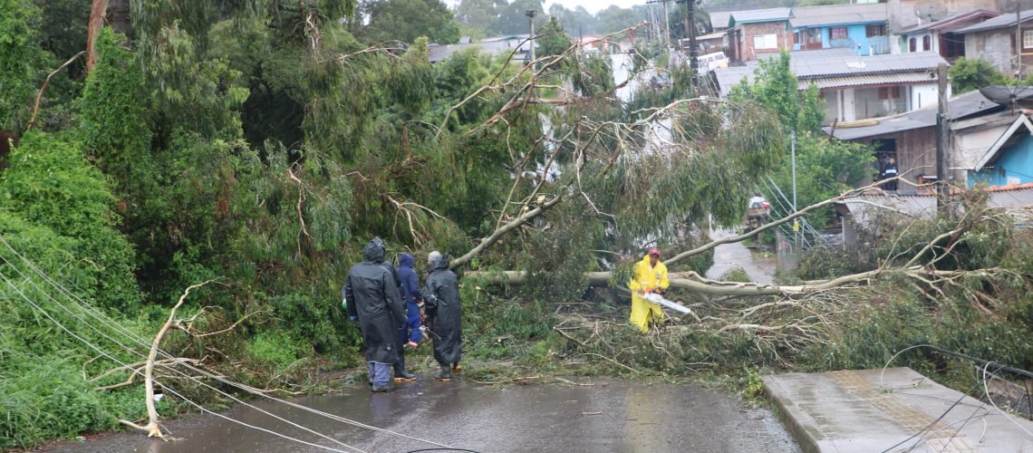 Queda de árvores bairro São Luiz - Rua Ourides Rodrigues